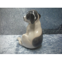 Pointer hvalp / Glathåret Terrier stor nr 259, 20 cm, 1 sortering, Kgl